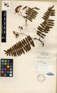 Type specimen at Edinburgh (E). Wilson, Ernest: 3002. Barcode: E00010854.