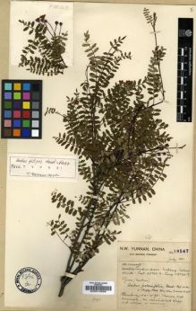 Type specimen at Edinburgh (E). Forrest, George: 19547. Barcode: E00010856.