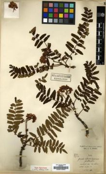 Type specimen at Edinburgh (E). Maire, Edouard-Ernest: . Barcode: E00010863.