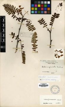 Type specimen at Edinburgh (E). Wilson, Ernest: 3004. Barcode: E00010874.