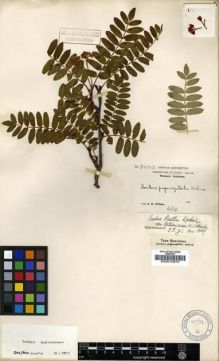Type specimen at Edinburgh (E). Wilson, Ernest: 3003. Barcode: E00010875.