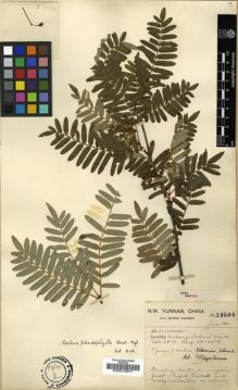 Type specimen at Edinburgh (E). Forrest, George: 19506. Barcode: E00010877.