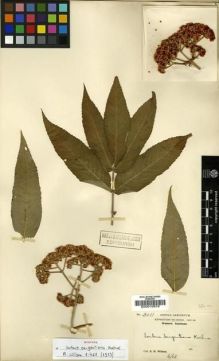Type specimen at Edinburgh (E). Wilson, Ernest: 3011. Barcode: E00010878.