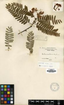 Type specimen at Edinburgh (E). Wilson, Ernest: 922. Barcode: E00010879.