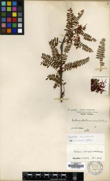 Type specimen at Edinburgh (E). Wilson, Ernest: 3007. Barcode: E00010880.