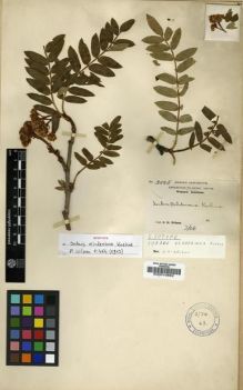 Type specimen at Edinburgh (E). Wilson, Ernest: 3005. Barcode: E00010882.