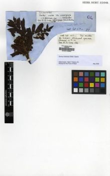 Type specimen at Edinburgh (E). Wallich, Nathaniel: 675.A. Barcode: E00010885.