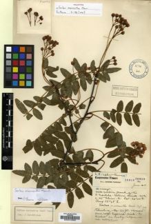 Type specimen at Edinburgh (E). Forrest, George: 26829. Barcode: E00010888.