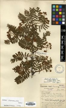 Type specimen at Edinburgh (E). Forrest, George: 21665. Barcode: E00010890.