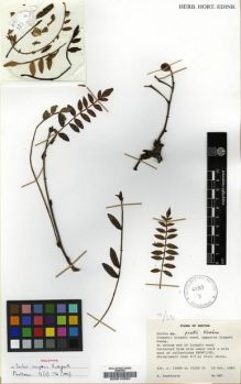 Type specimen at Edinburgh (E). Rushforth, Keith: 887. Barcode: E00010892.