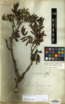 Type specimen at Edinburgh (E). Wallich, Nathaniel: 677. Barcode: E00010894.