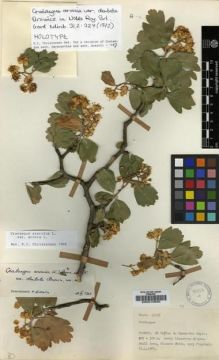 Type specimen at Edinburgh (E). Davis, Peter: 41136. Barcode: E00010895.