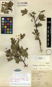 Type specimen at Edinburgh (E). Davis, Peter: 13201. Barcode: E00010898.
