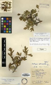 Type specimen at Edinburgh (E). Davis, Peter: 14446. Barcode: E00010900.
