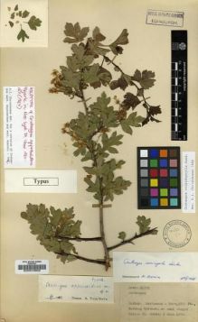 Type specimen at Edinburgh (E). Davis, Peter: 21709. Barcode: E00010902.