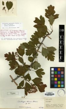Type specimen at Edinburgh (E). Davis, Peter: 45168. Barcode: E00010904.