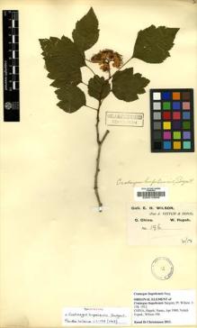 Type specimen at Edinburgh (E). Wilson, Ernest: 196. Barcode: E00010909.