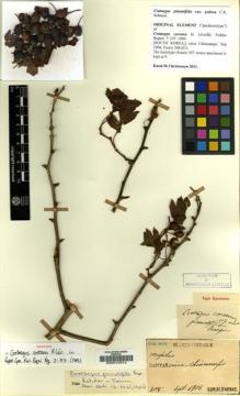 Type specimen at Edinburgh (E). Faurie, Urbain: 308. Barcode: E00010912.