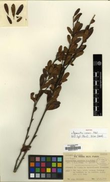 Type specimen at Edinburgh (E). Poilane, Eugene: 20525. Barcode: E00010917.