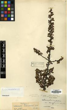 Type specimen at Edinburgh (E). Wilson, Ernest: 2186. Barcode: E00010922.