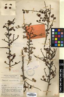 Type specimen at Edinburgh (E). Forrest, George: 4427. Barcode: E00010924.