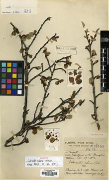 Type specimen at Edinburgh (E). Forrest, George: 12663. Barcode: E00010926.