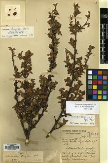 Type specimen at Edinburgh (E). Forrest, George: 15463. Barcode: E00010929.
