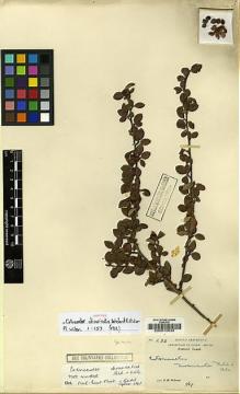 Type specimen at Edinburgh (E). Wilson, Ernest: 232. Barcode: E00010932.