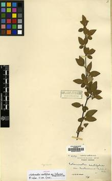 Type specimen at Edinburgh (E). Wilson, Ernest: 2177. Barcode: E00010934.