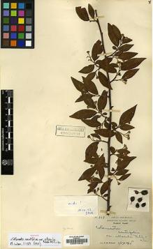 Type specimen at Edinburgh (E). Wilson, Ernest: 327. Barcode: E00010935.