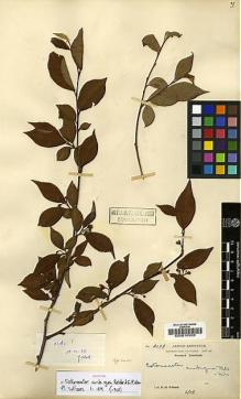Type specimen at Edinburgh (E). Wilson, Ernest: 2179. Barcode: E00010936.