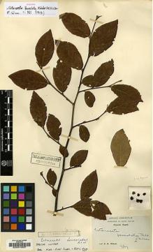Type specimen at Edinburgh (E). Wilson, Ernest: 147. Barcode: E00010937.