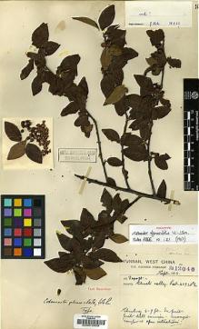 Type specimen at Edinburgh (E). Forrest, George: 12046. Barcode: E00010938.
