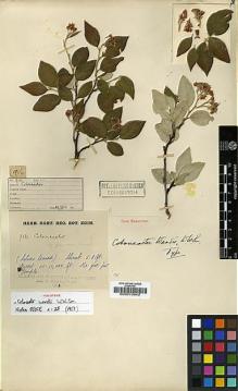 Type specimen at Edinburgh (E). Kingdon-Ward, Francis: 916. Barcode: E00010942.