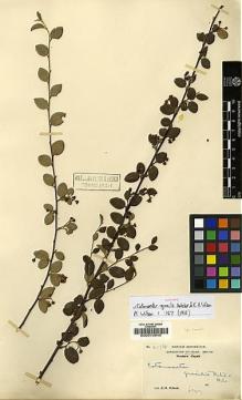 Type specimen at Edinburgh (E). Wilson, Ernest: 2176. Barcode: E00010945.