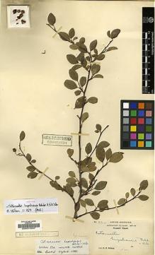 Type specimen at Edinburgh (E). Wilson, Ernest: 334. Barcode: E00010947.