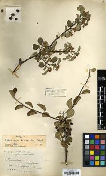 Type specimen at Edinburgh (E). Wilson, Ernest: 1317. Barcode: E00010948.