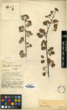 Type specimen at Edinburgh (E). Forrest, George: 283. Barcode: E00010951.