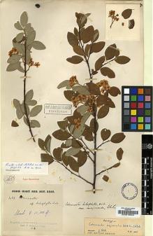 Type specimen at Edinburgh (E). Kingdon-Ward, Francis: 482. Barcode: E00010952.