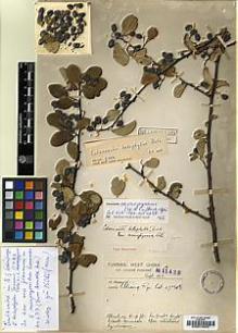 Type specimen at Edinburgh (E). Forrest, George: 11422. Barcode: E00010953.
