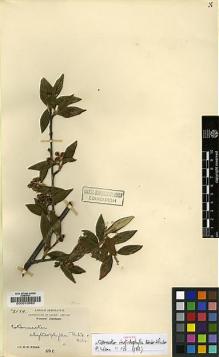 Type specimen at Edinburgh (E). Wilson, Ernest: 2184. Barcode: E00010962.