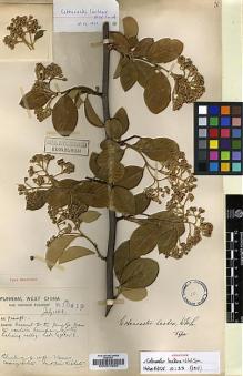 Type specimen at Edinburgh (E). Forrest, George: 10419. Barcode: E00010966.