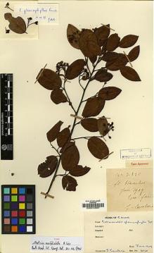 Type specimen at Edinburgh (E). Cavalerie, Pierre: 3838. Barcode: E00010967.