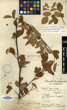 Type specimen at Edinburgh (E). Forrest, George: 7723. Barcode: E00010969.