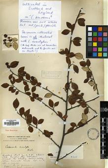 Type specimen at Edinburgh (E). Forrest, George: 800. Barcode: E00010970.