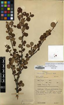 Type specimen at Edinburgh (E). Farrer, Reginald: 1830. Barcode: E00010974.