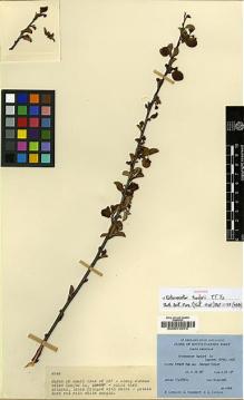 Type specimen at Edinburgh (E). Ludlow, Frank; Sherriff, George; Taylor, George: 4246. Barcode: E00010975.