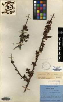 Type specimen at Edinburgh (E). Ludlow, Frank; Sherriff, George; Hicks, J.: 19632. Barcode: E00010979.