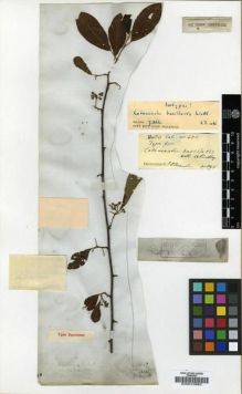 Type specimen at Edinburgh (E). Wallich, Nathaniel: 600. Barcode: E00010982.