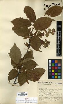 Type specimen at Edinburgh (E). Forrest, George: 19431. Barcode: E00011269.
